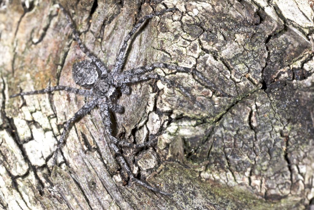 Maschio di Philodromus margaritatus - Varna (BZ)